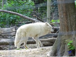 Tiergarten Schönbrunn am 11.April 2024